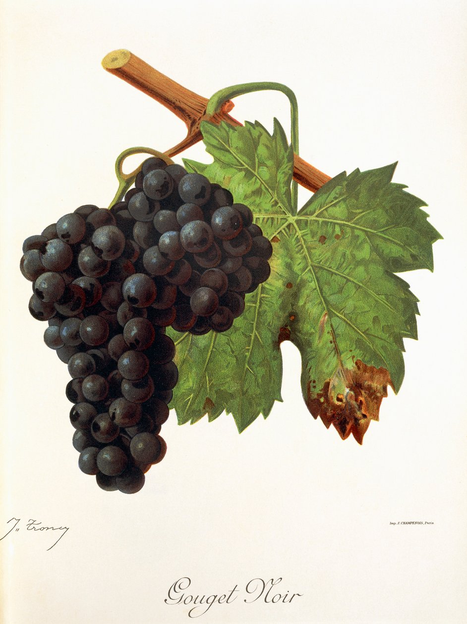 Gouget Noir da Jules Troncy