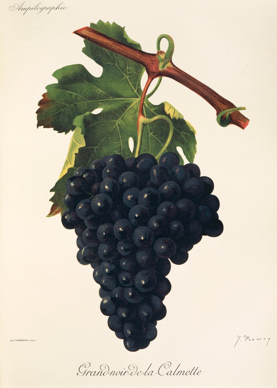 Uva Grand-Noir-de-la-Calmette da Jules Troncy