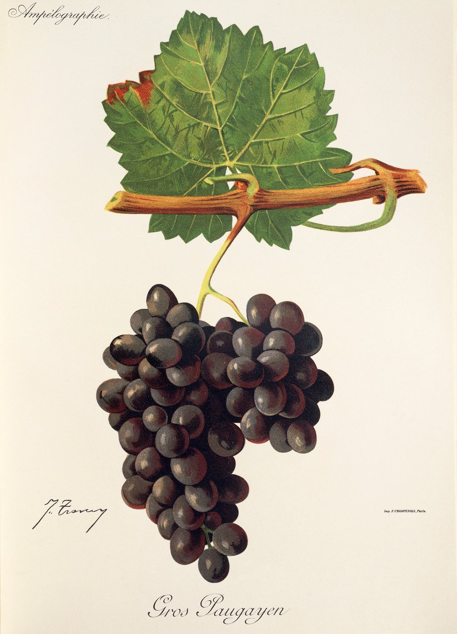 Uva Gros Paugayen da Jules Troncy