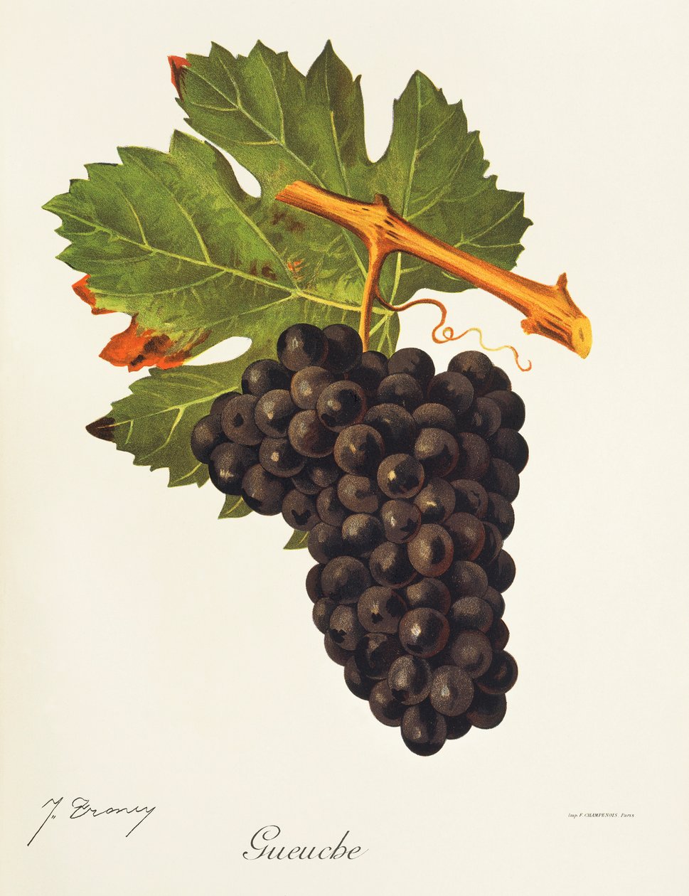 Uva Gueuche da Jules Troncy