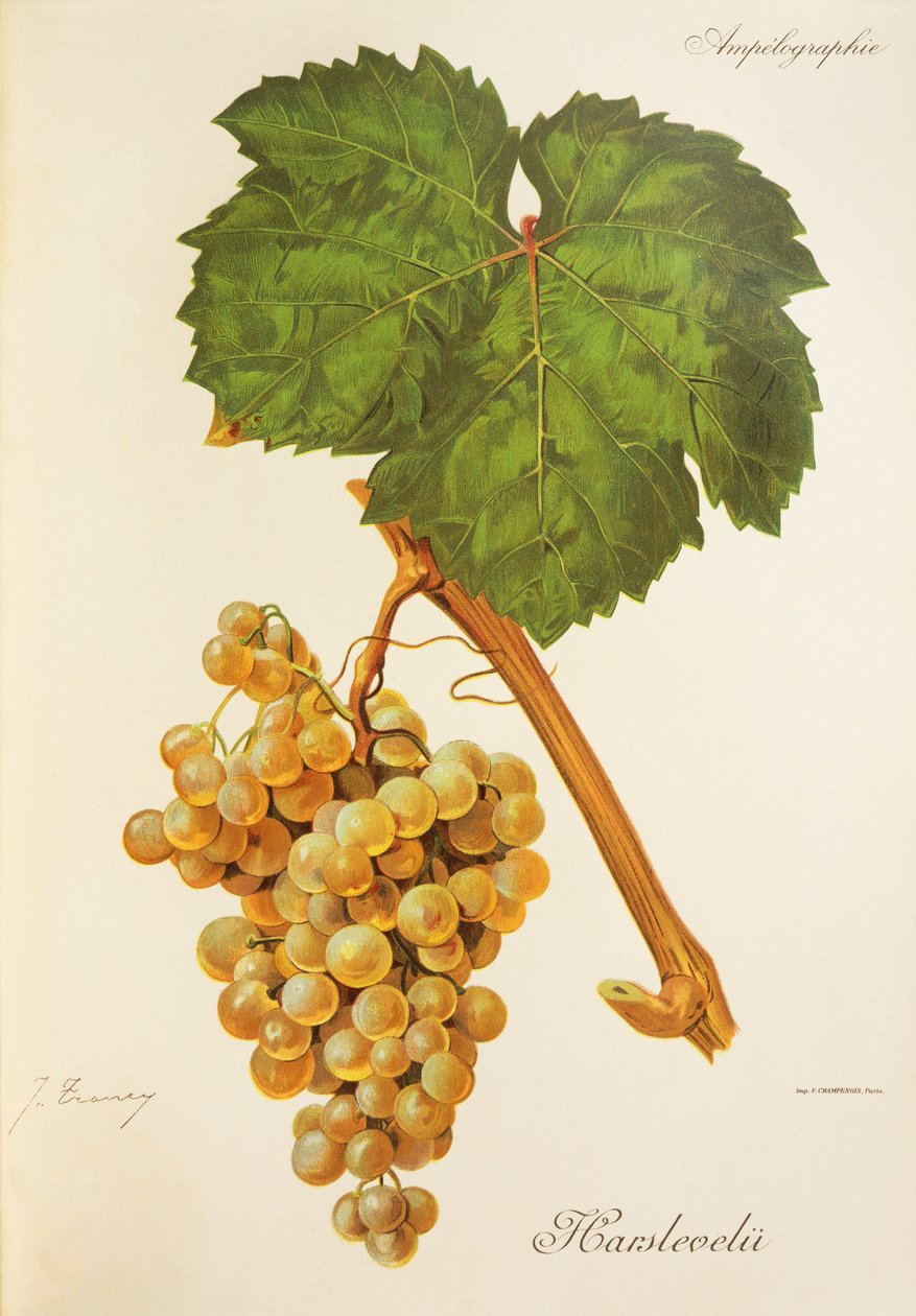 Uva Harslevelu da Jules Troncy