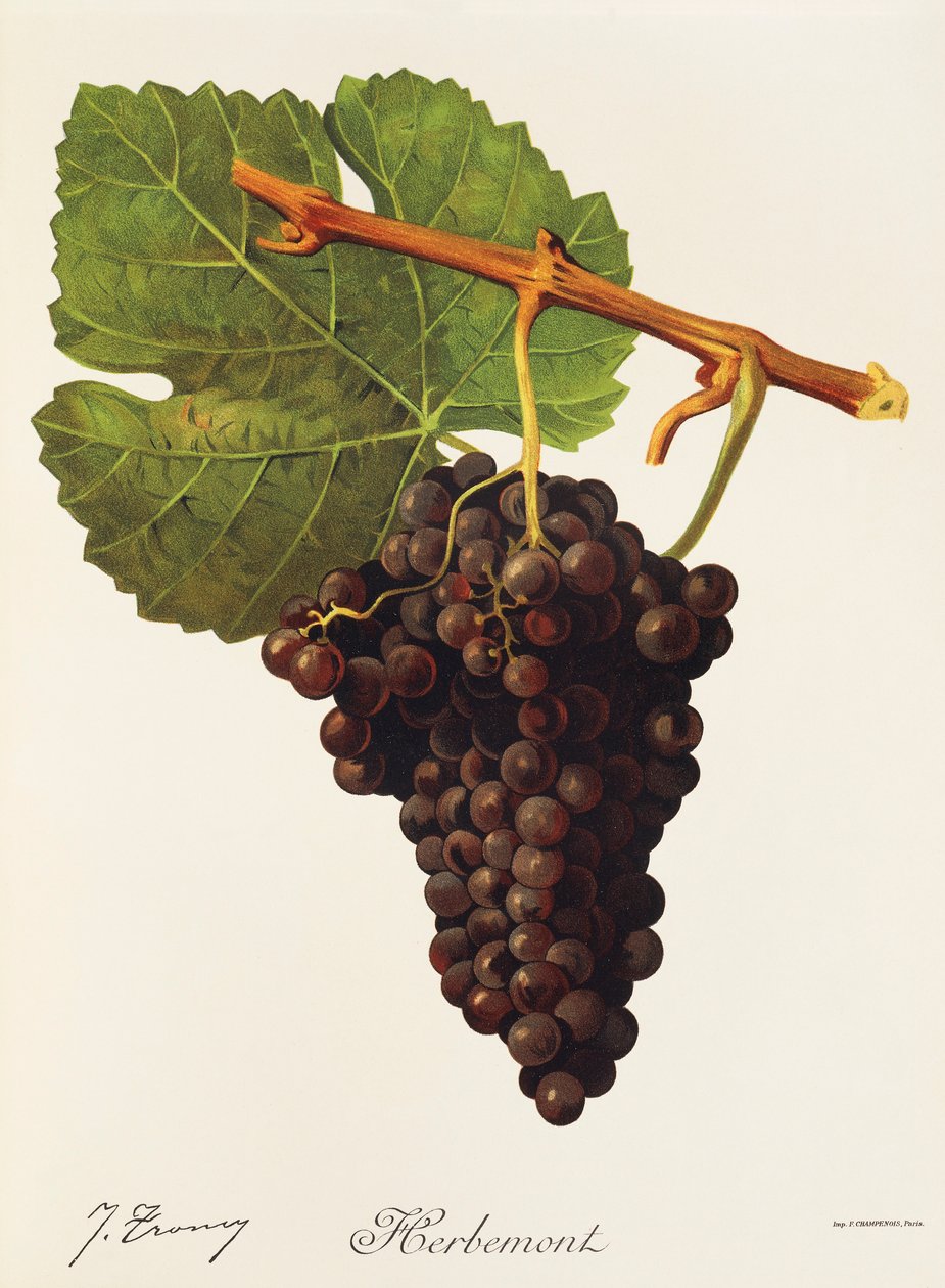 Uva Herbemont da Jules Troncy