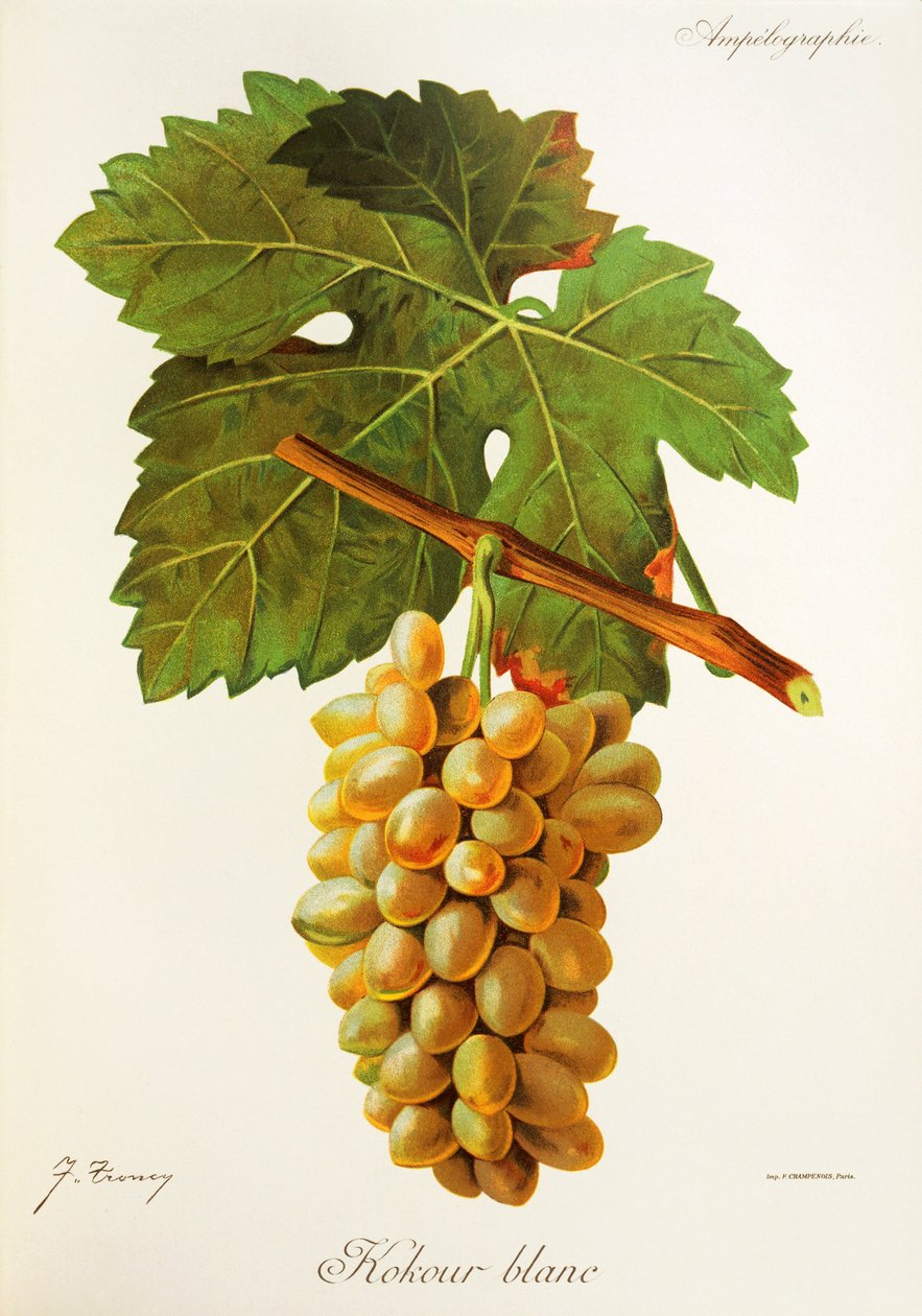 Uva Kokour Blanc da Jules Troncy