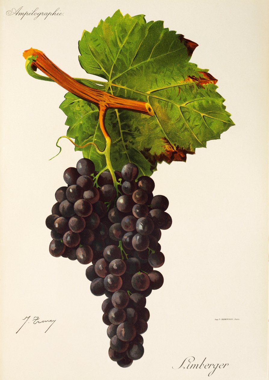 Uva Limberger da Jules Troncy