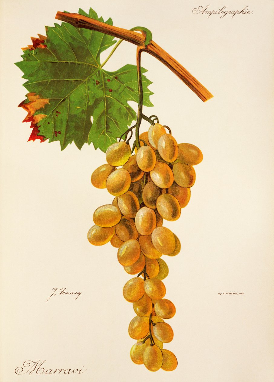 Uva Marravi da Jules Troncy