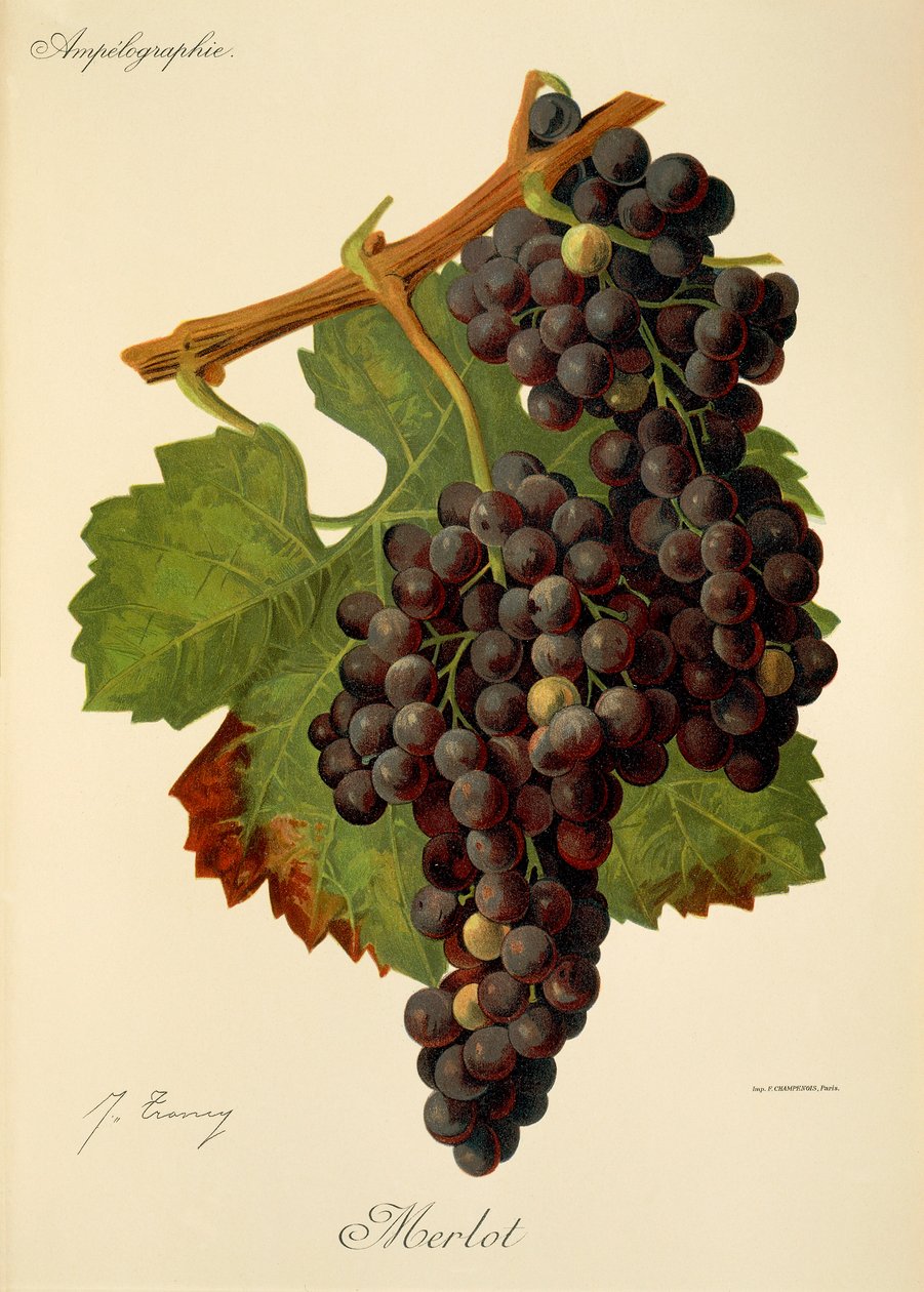 Uva Merlot da Jules Troncy