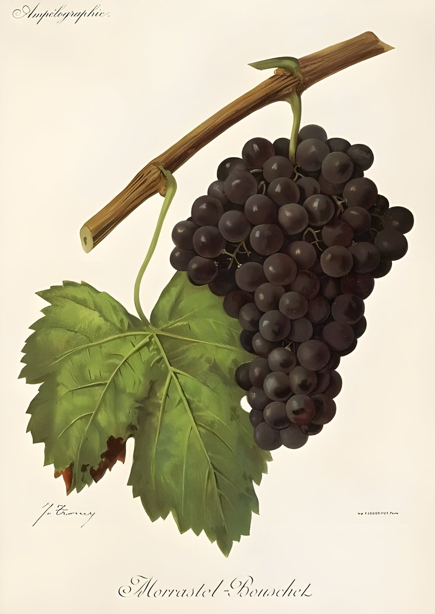 Morrastel Bouschet da Jules Troncy