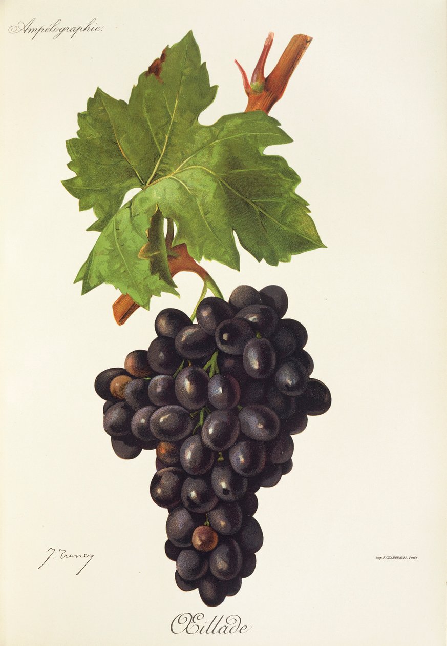 Uva Oeillade di J. Troncy da Jules Troncy