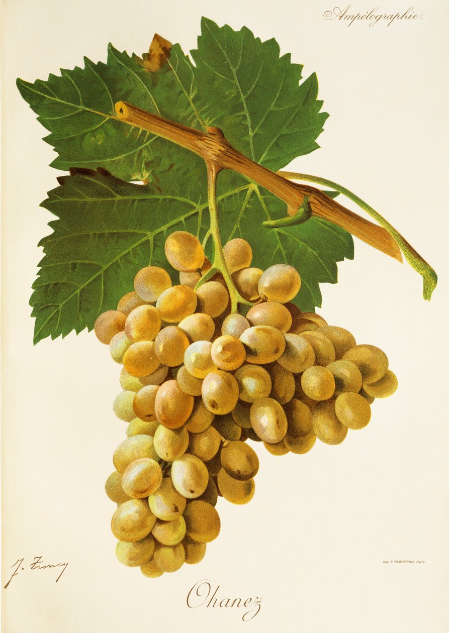 Uva Ohanez da Jules Troncy