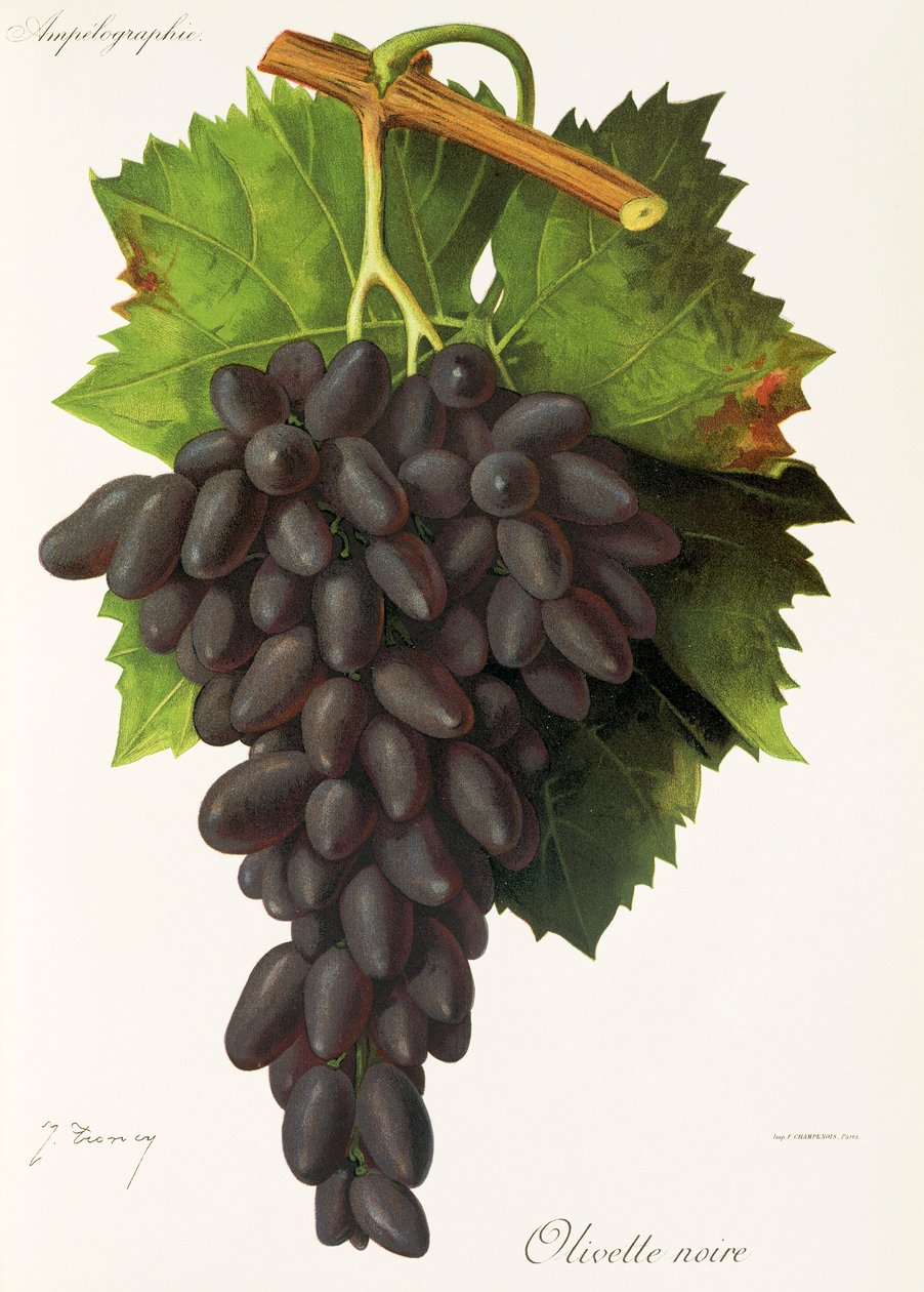 Uva Olivette Noire da Jules Troncy