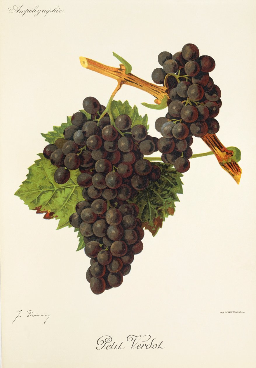 Petit Verdot da Jules Troncy