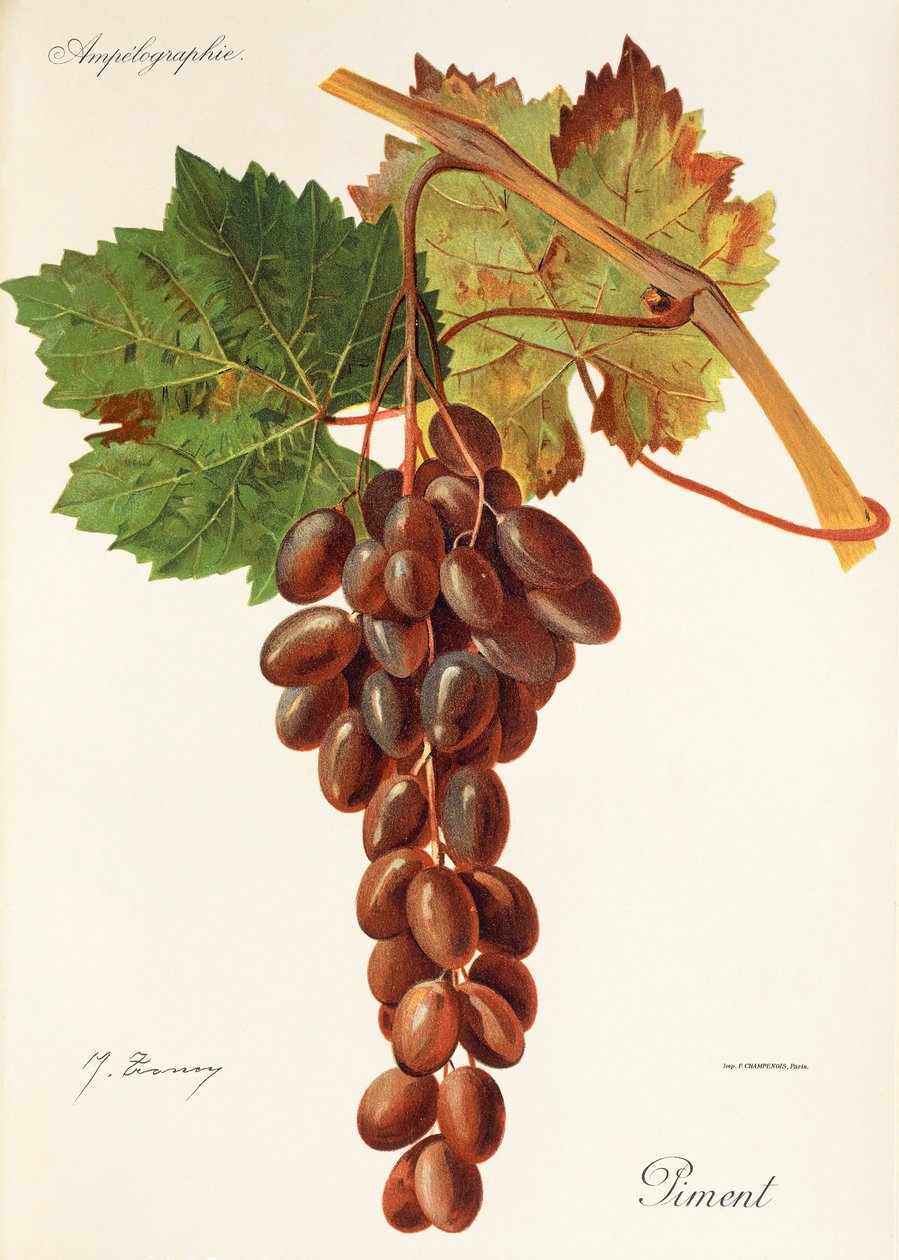 Uva Piment da Jules Troncy