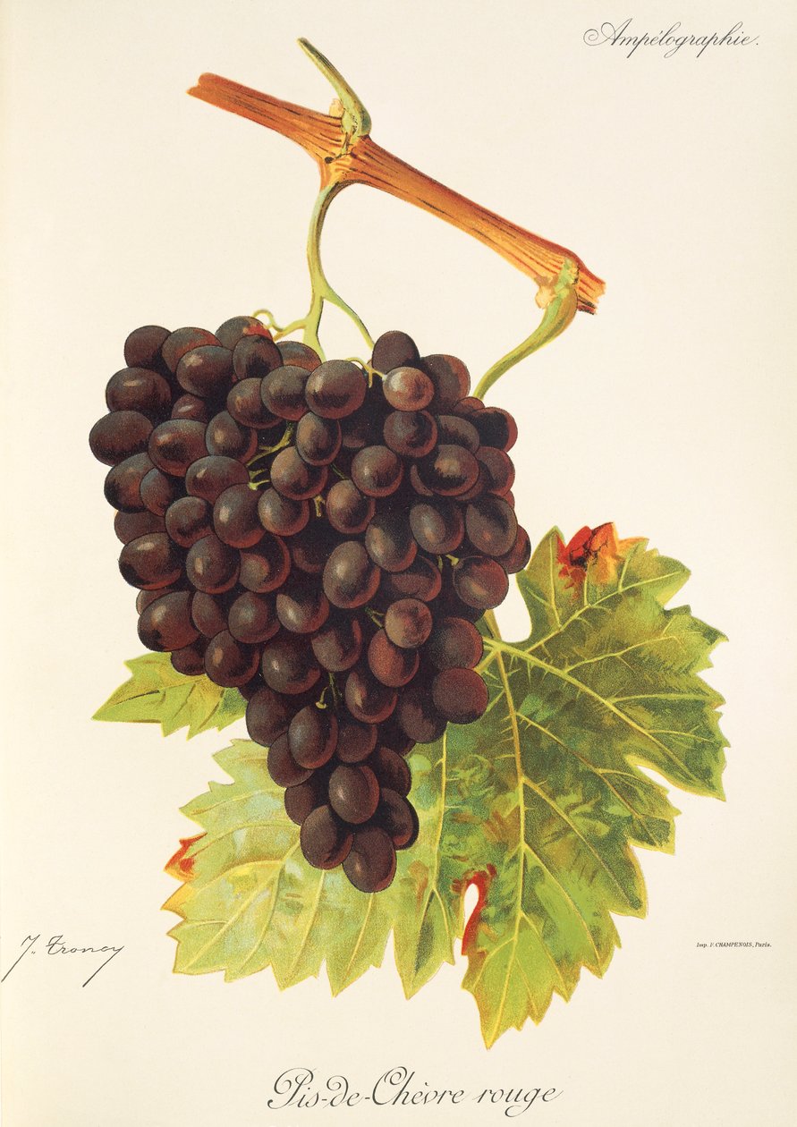 Uva Pis-de-Chevre Rouge da Jules Troncy
