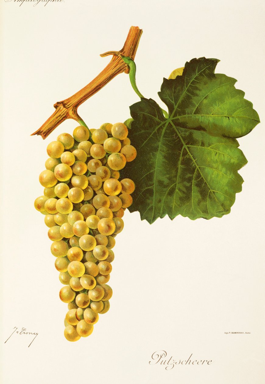Putzscheere da Jules Troncy