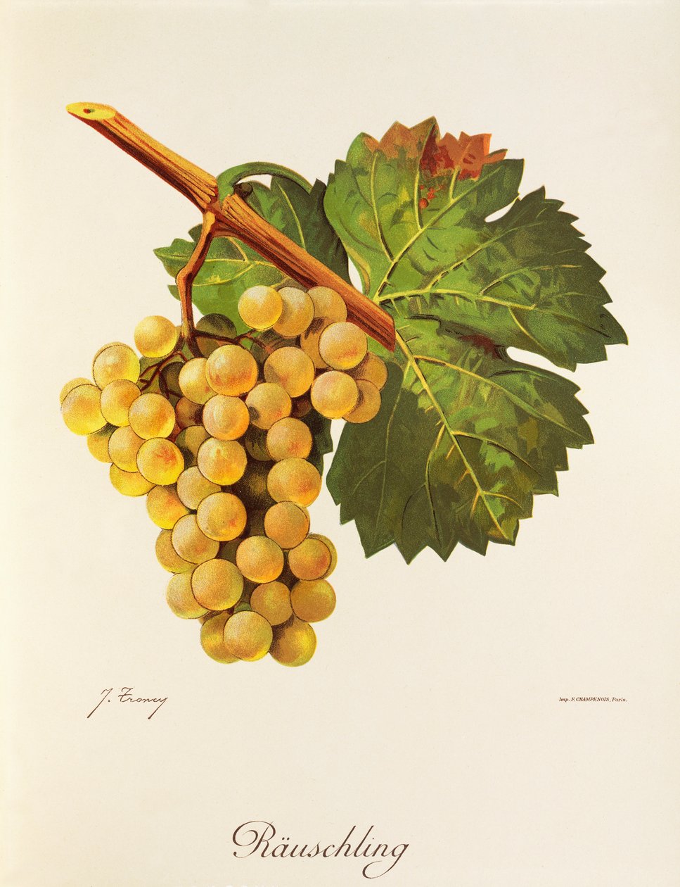 Uva Rauschling da Jules Troncy
