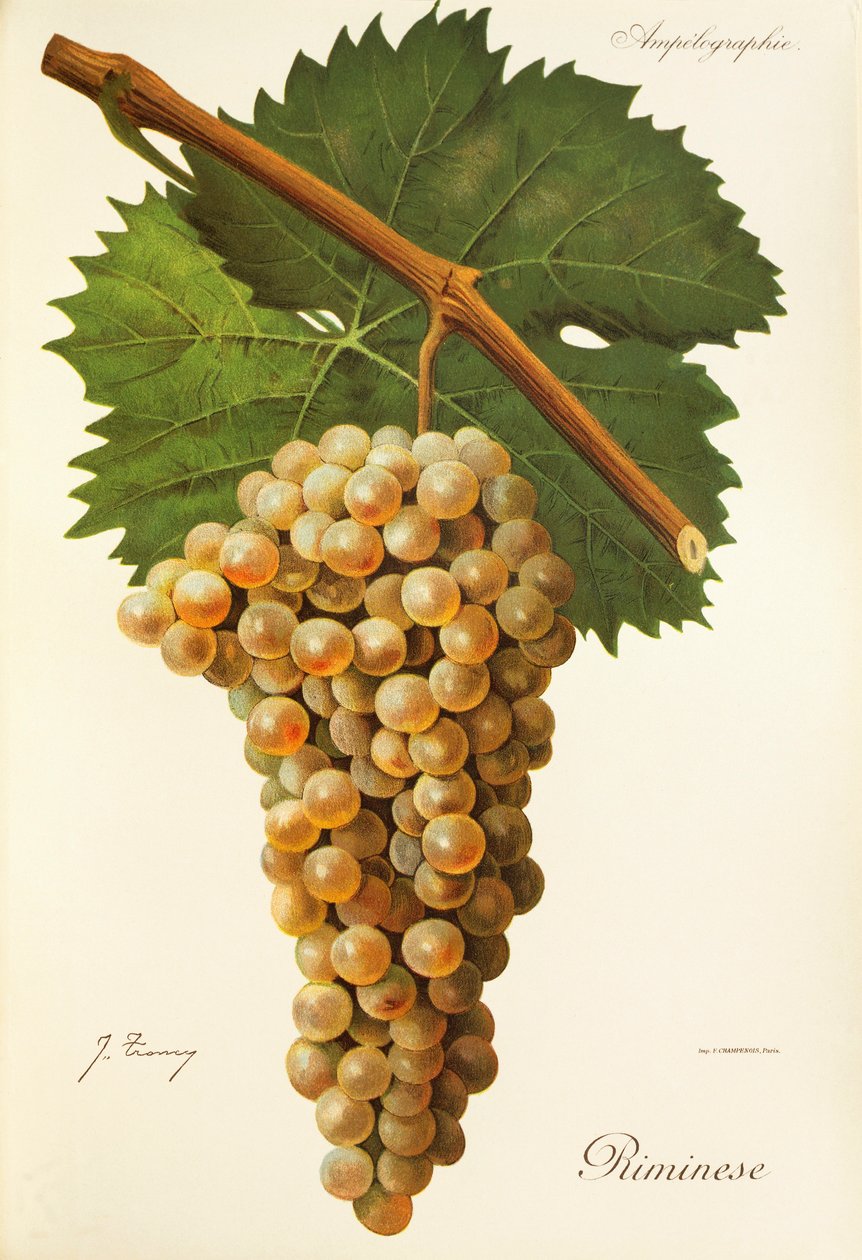 Uva Riminese da Jules Troncy