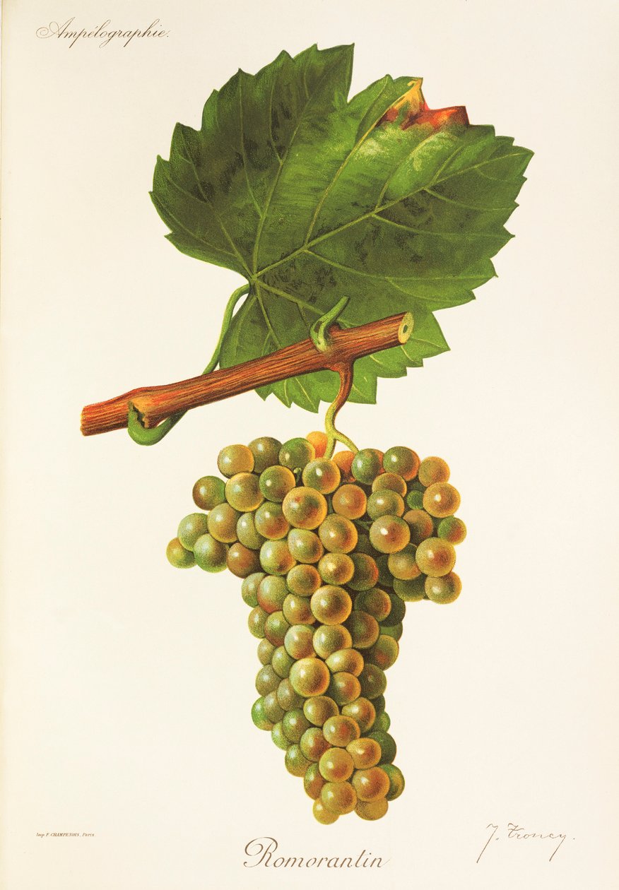 Uva Romorantin da Jules Troncy