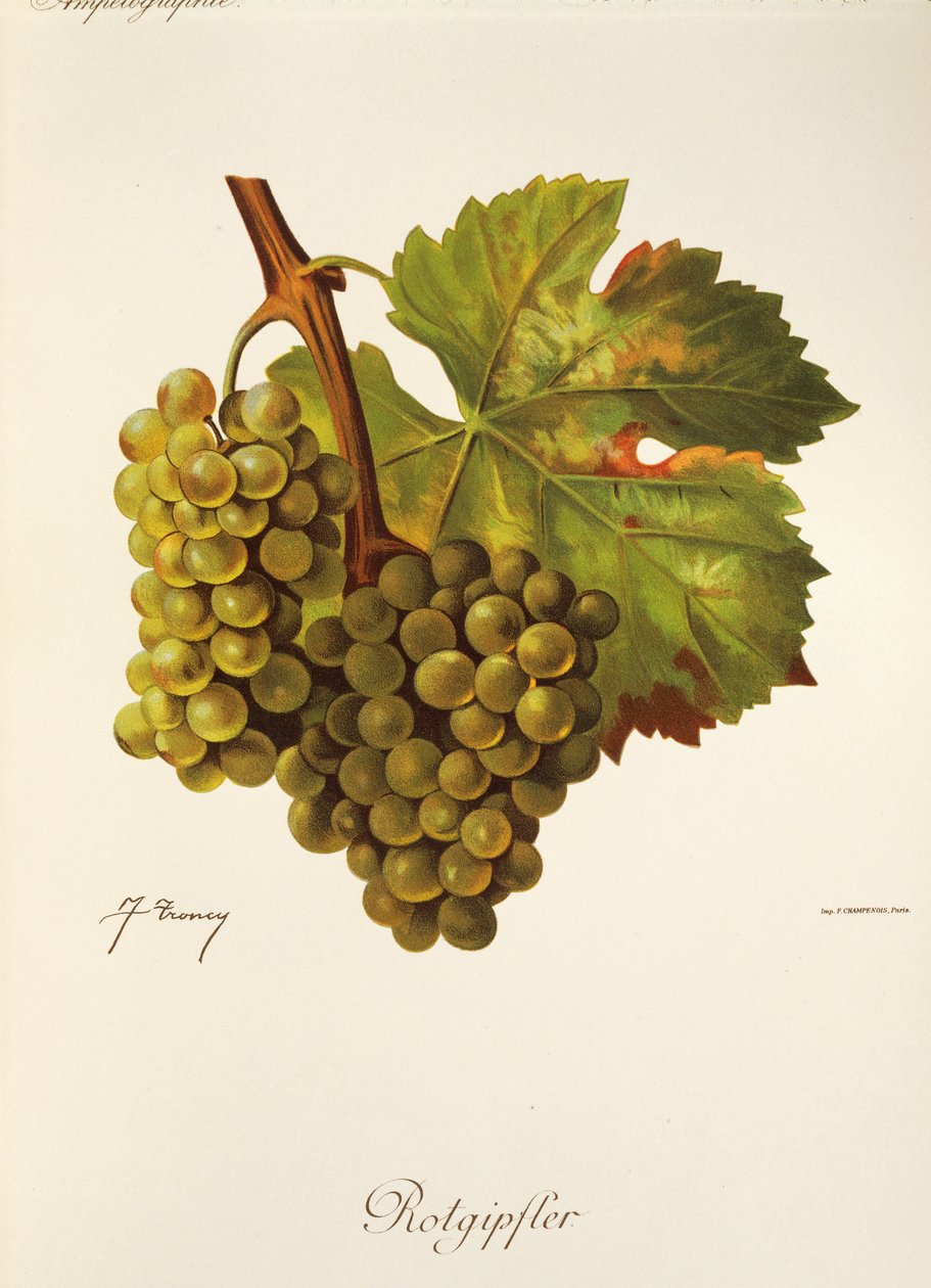 Rotgipfter da Jules Troncy