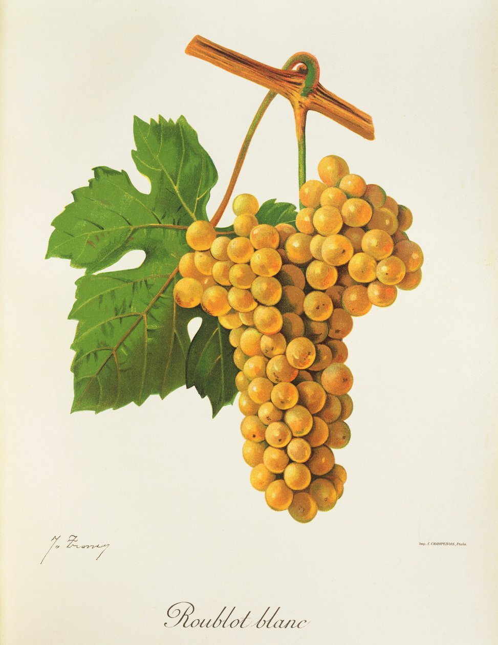 Uva Roublot Blanc da Jules Troncy