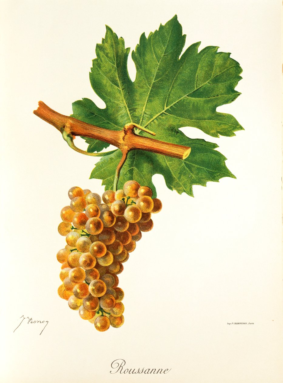 Uva Rousanne di J. Troncy da Jules Troncy