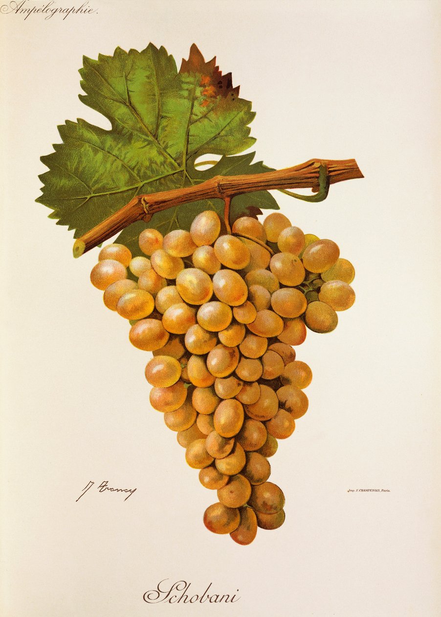 Schobani da Jules Troncy