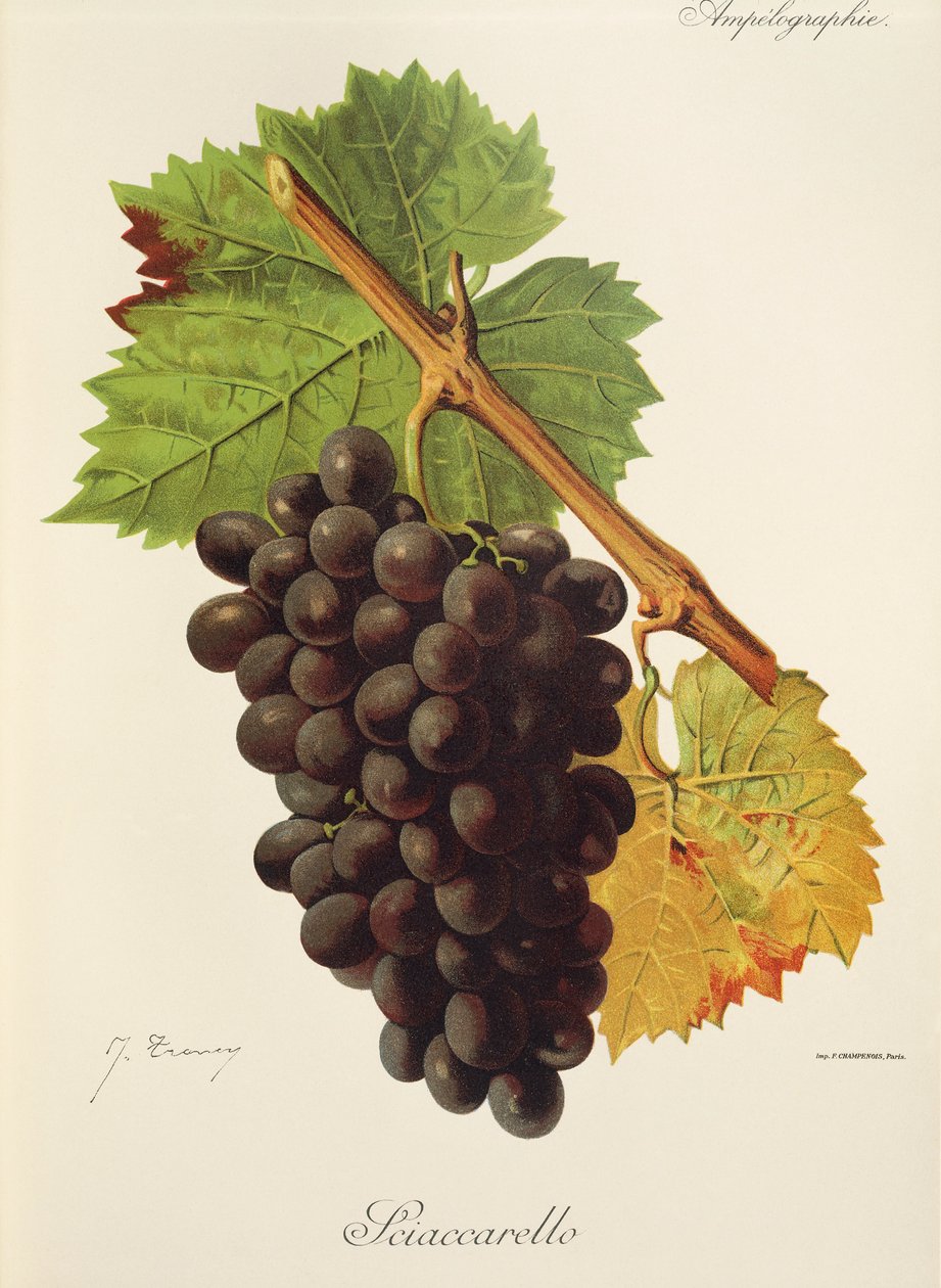 Uva Sciaccarello da Jules Troncy