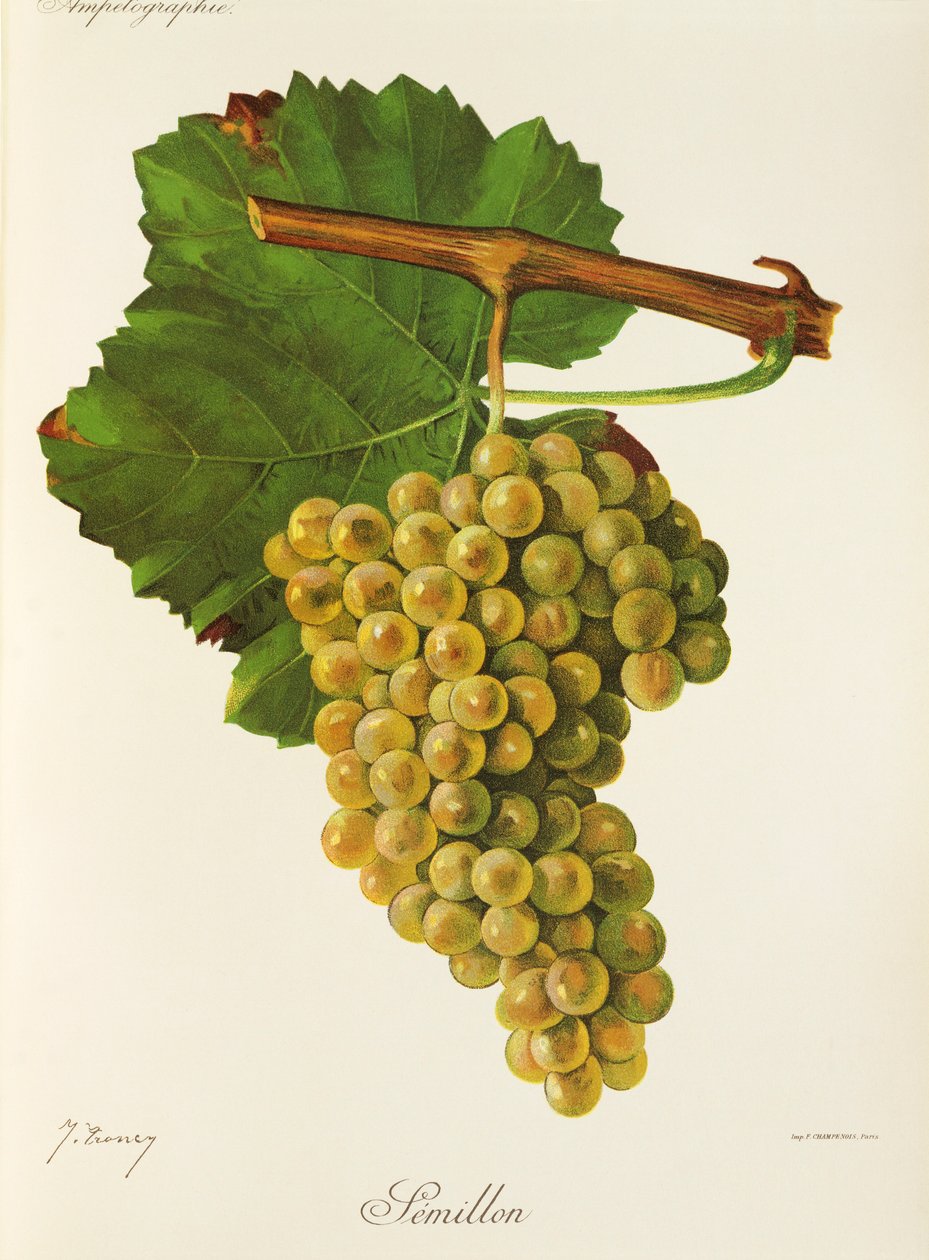 Uva Semillon da Jules Troncy