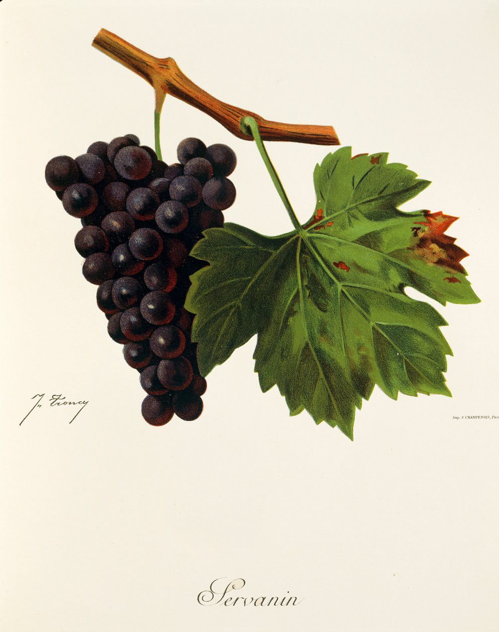 Uva Servanin da Jules Troncy
