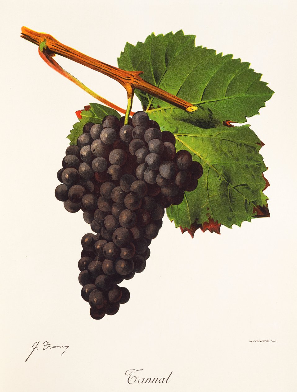 Uva Tannat da Jules Troncy
