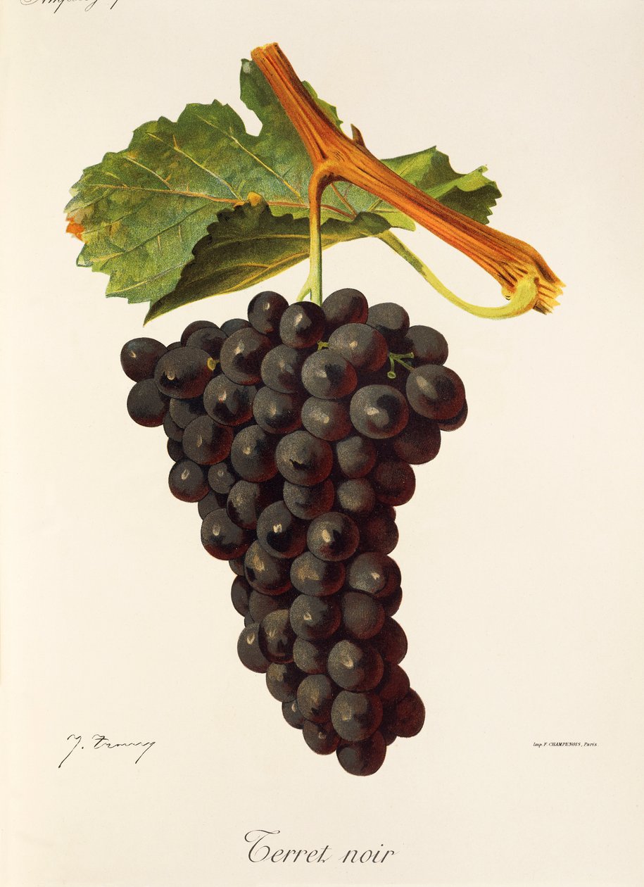 Uva Terret Noir da Jules Troncy