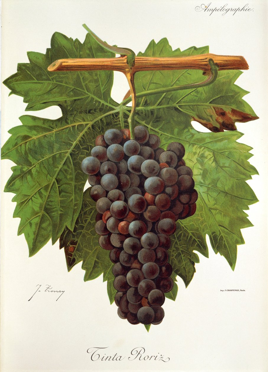 Uva Tinta Roriz da Jules Troncy