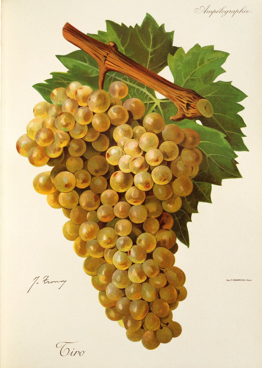 Uva Tiro da Jules Troncy