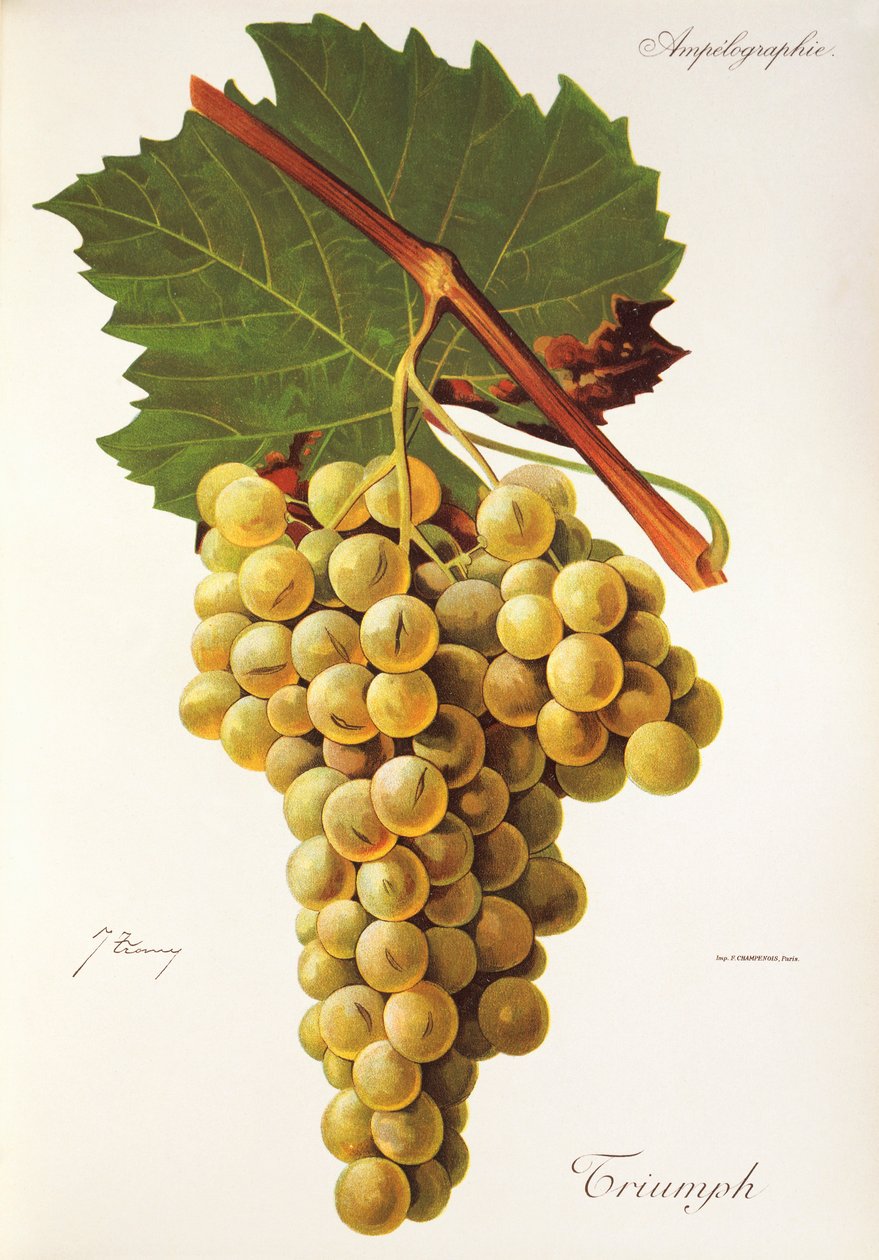Uva Triumph da Jules Troncy