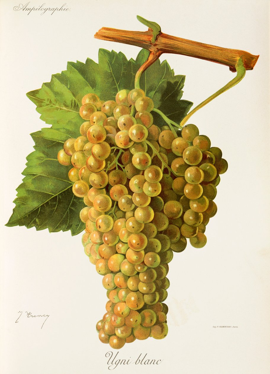 Ugni Blanc da Jules Troncy