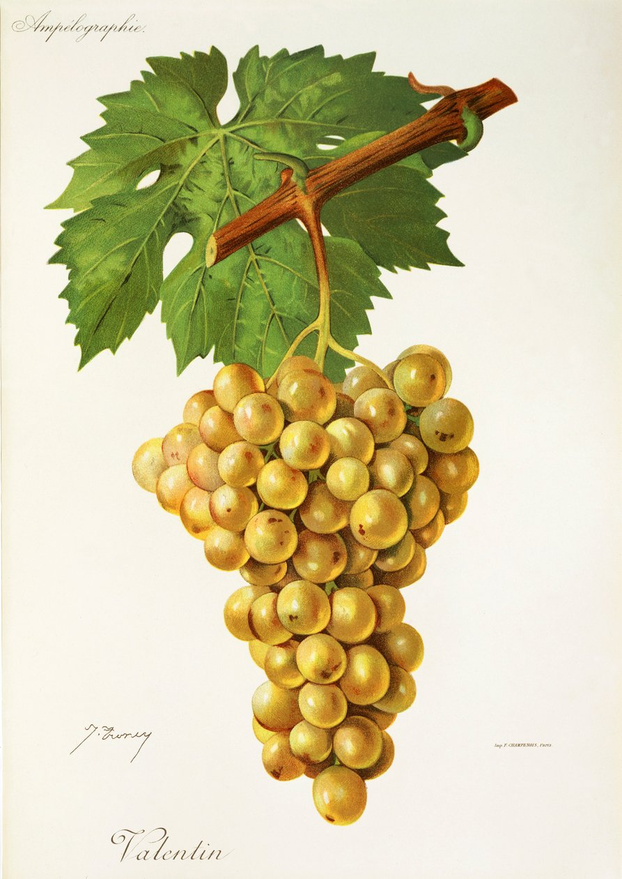 Uva Valentin da Jules Troncy