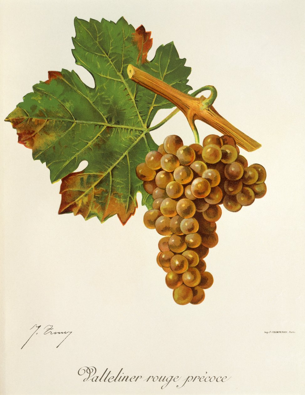 Uva Valteliner Rouge Precoce da Jules Troncy