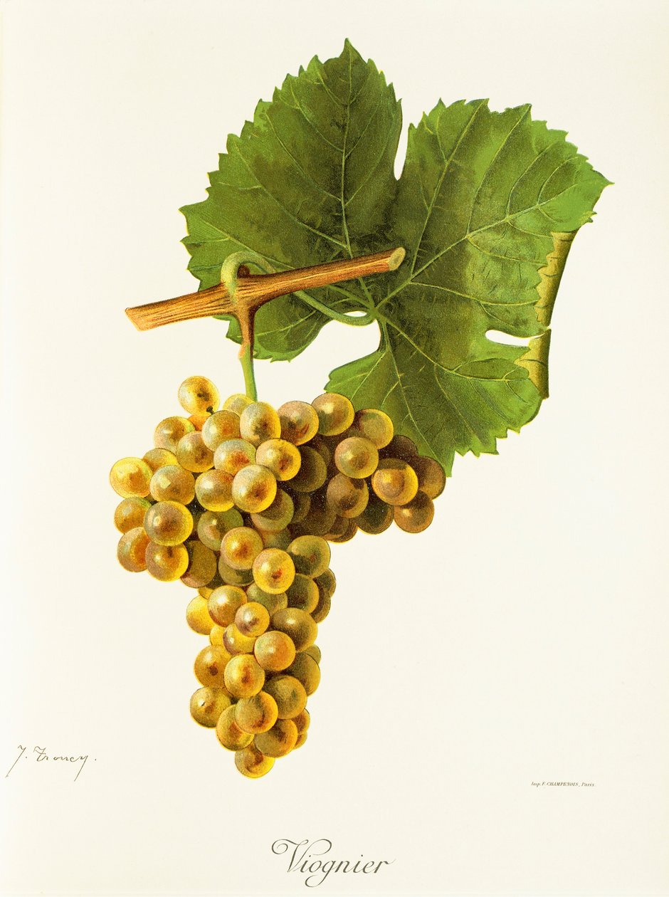Uva Viognier da Jules Troncy