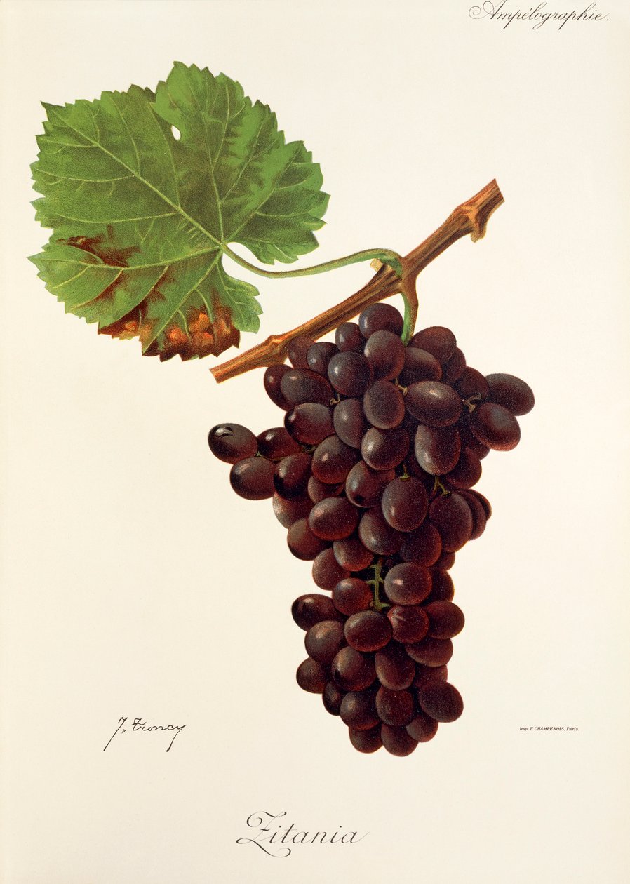 Zitania da Jules Troncy