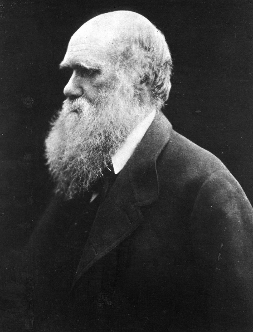 Charles Darwin, c.1870 da Julia Margaret Cameron