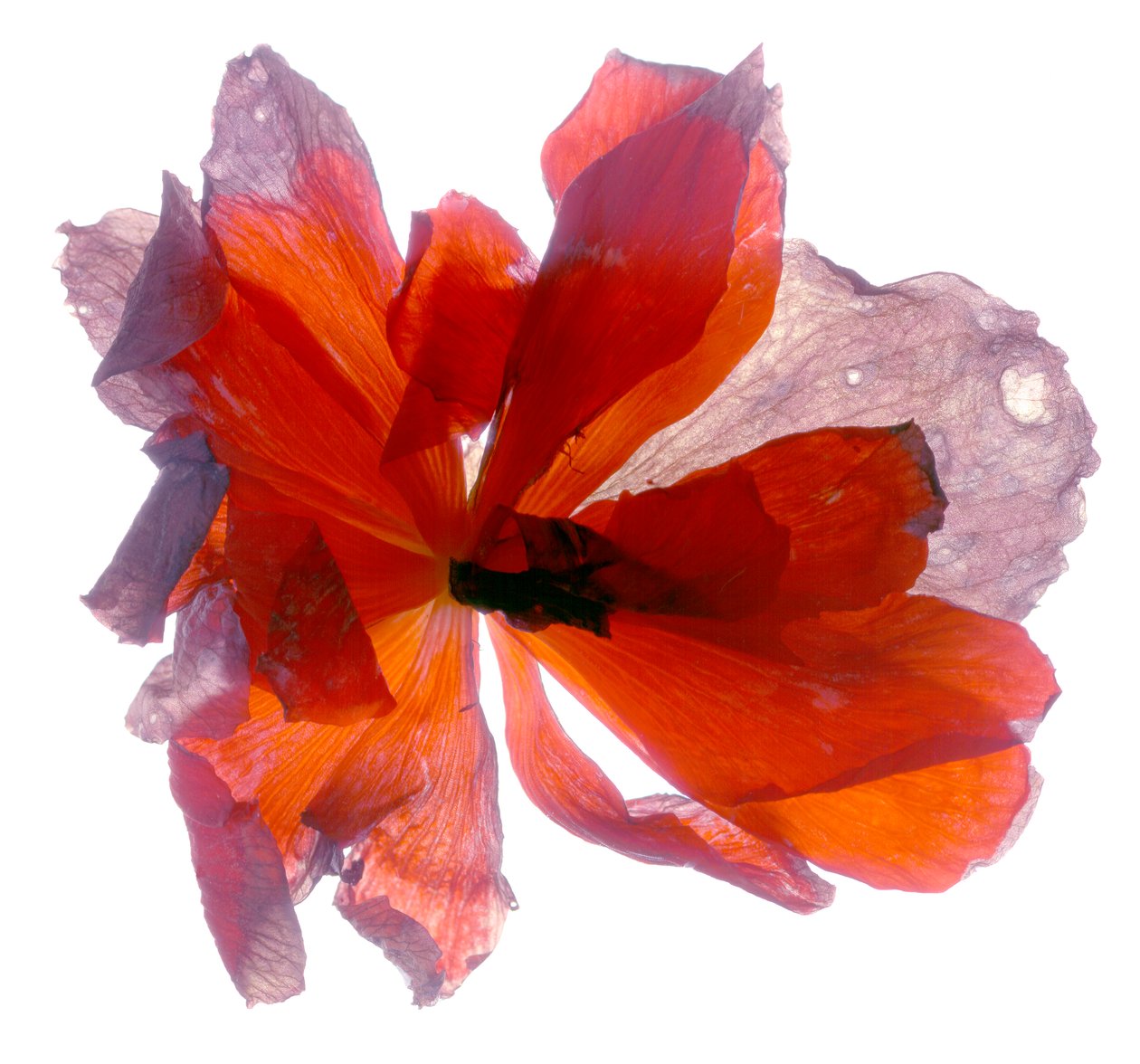 Begonia Rotonda da Julia McLemore