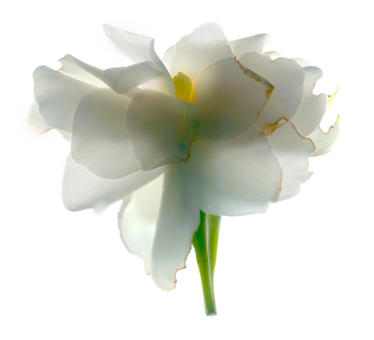 Gardenia Float, 2011 da Julia McLemore