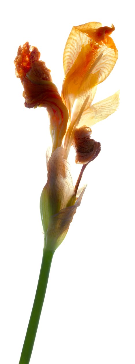 Iris giallo, 2011 da Julia McLemore