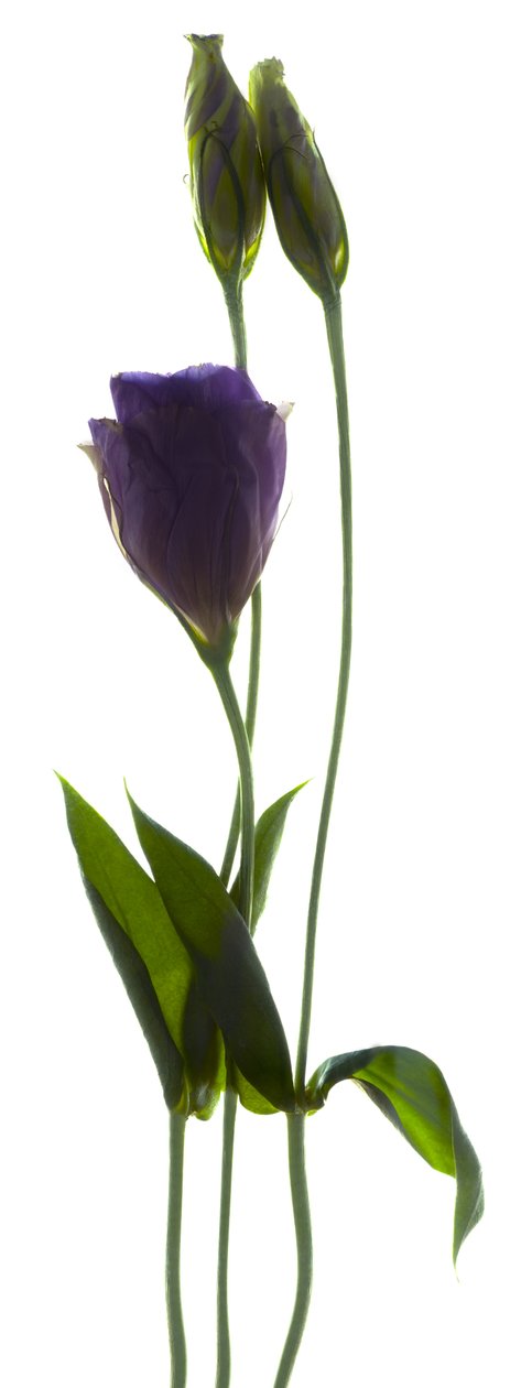Lisianthus Duo da Julia McLemore