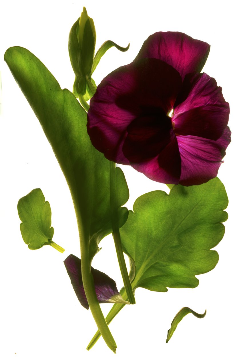 Viola del pensiero, 2014 da Julia McLemore