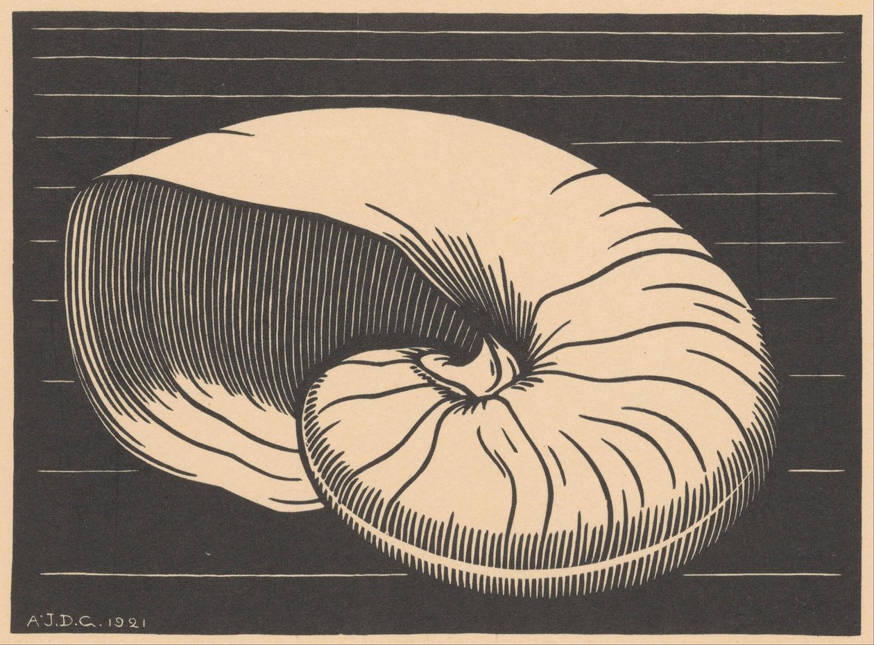 Conchiglia da Julie de Graag (signed by artist)