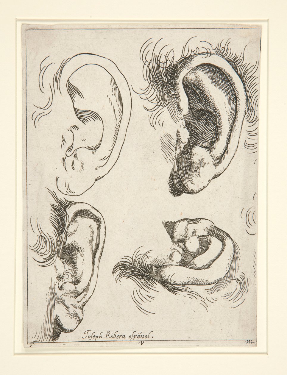 Studi di quattro orecchie da Jusepe de Ribera