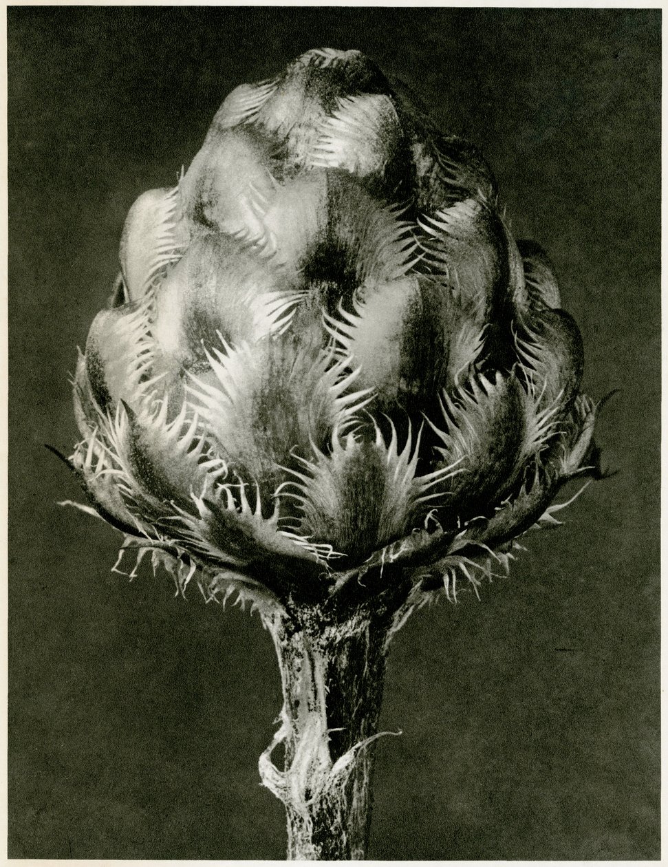 Centaurea Grecesina, 1929 da Karl Blossfeldt
