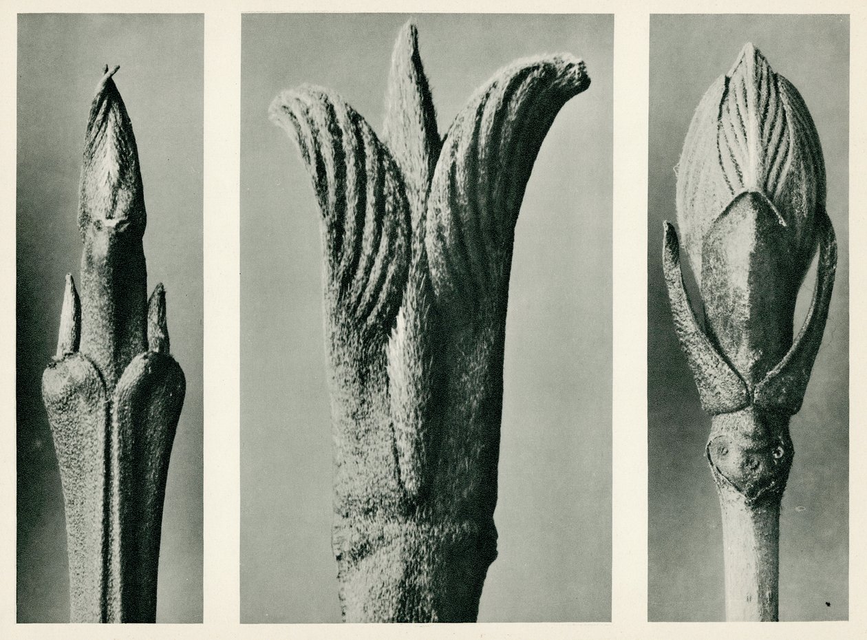 Cornus Brachypoda, 1929 da Karl Blossfeldt