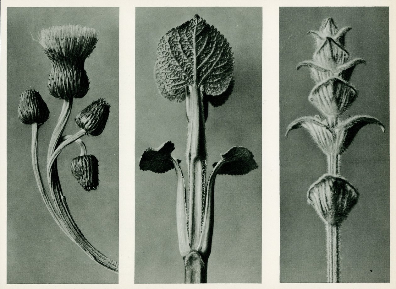 Studio di tre specie di piante da Karl Blossfeldt