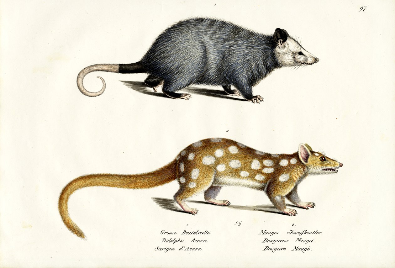 Opossum di Azara, 1824 da Karl Joseph Brodtmann